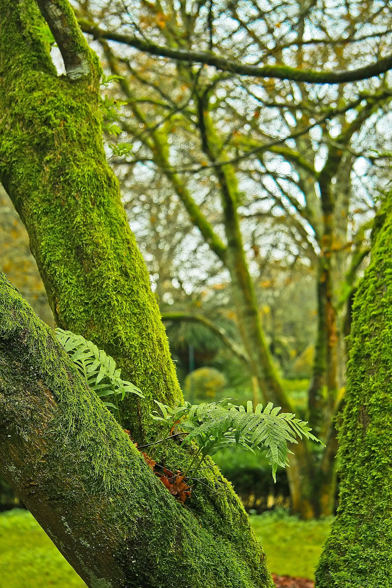 Botanical Garden of the University of Coimbra
