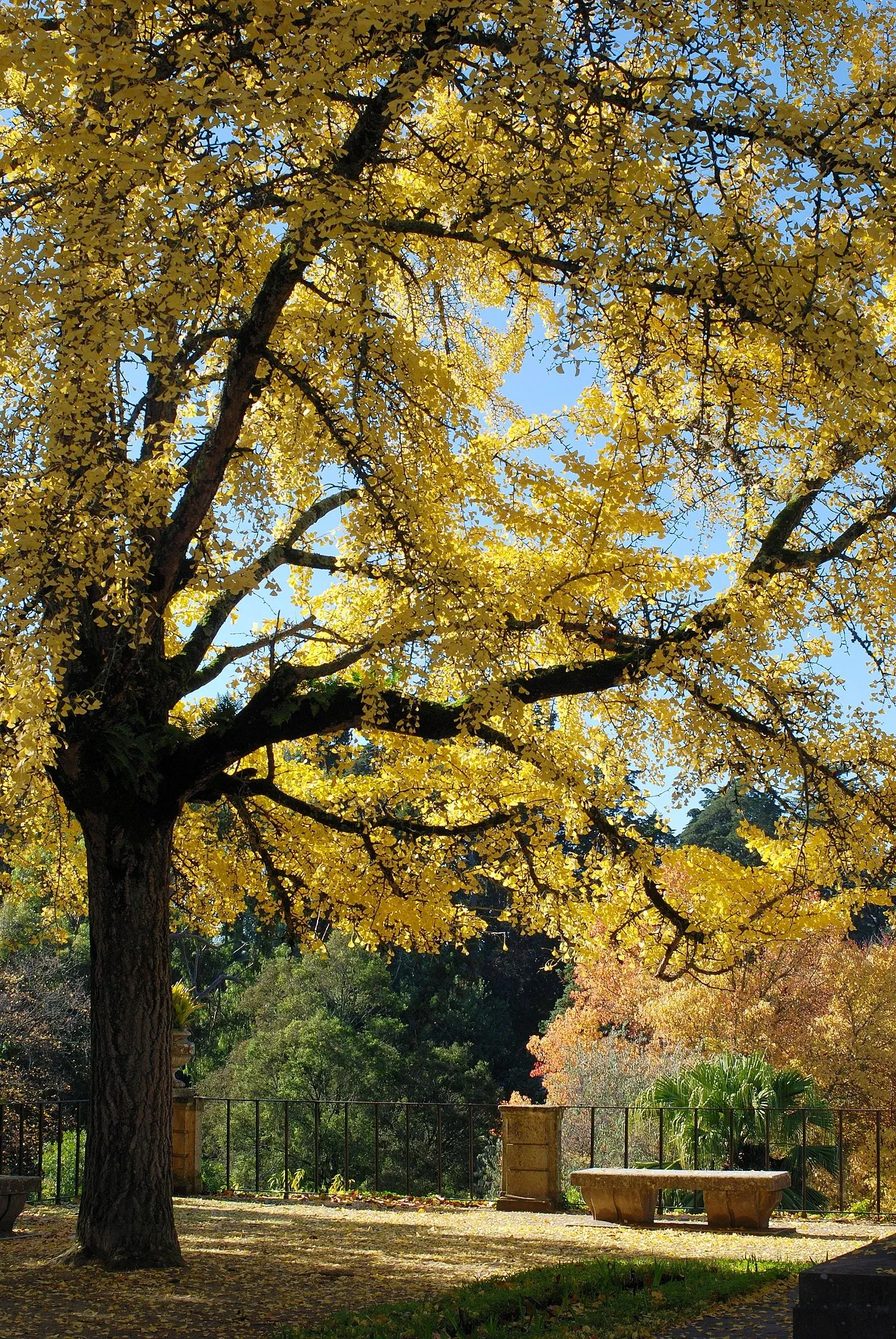 Botanical Garden of the University of Coimbra