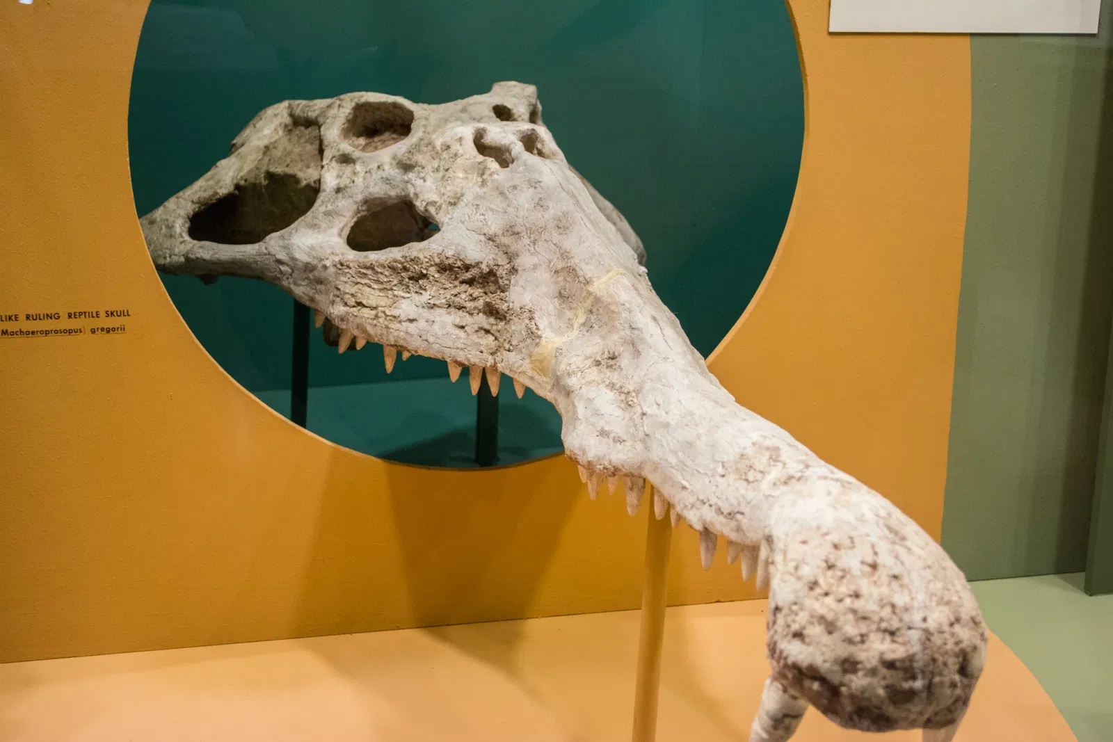 Cleveland Museum of Natural History