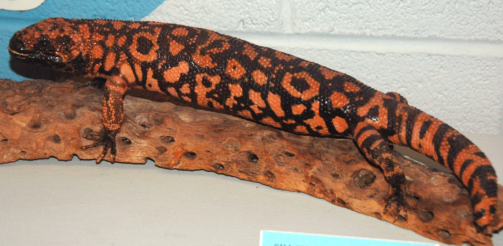 Cleveland Museum of Natural History