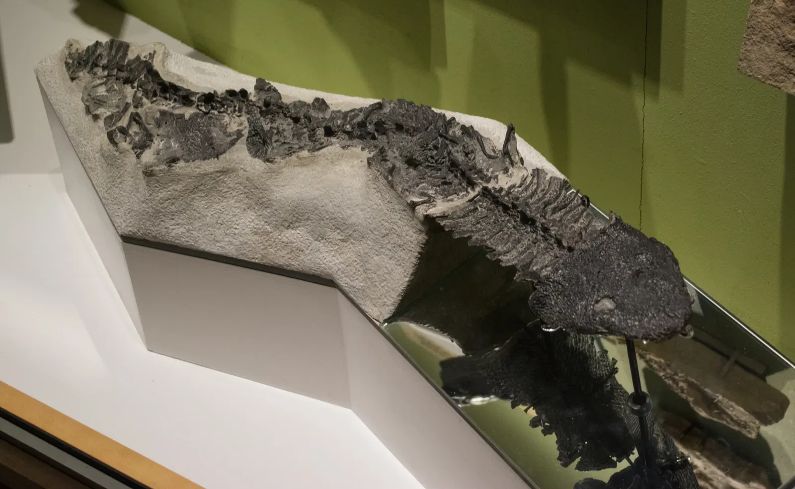 Cleveland Museum of Natural History