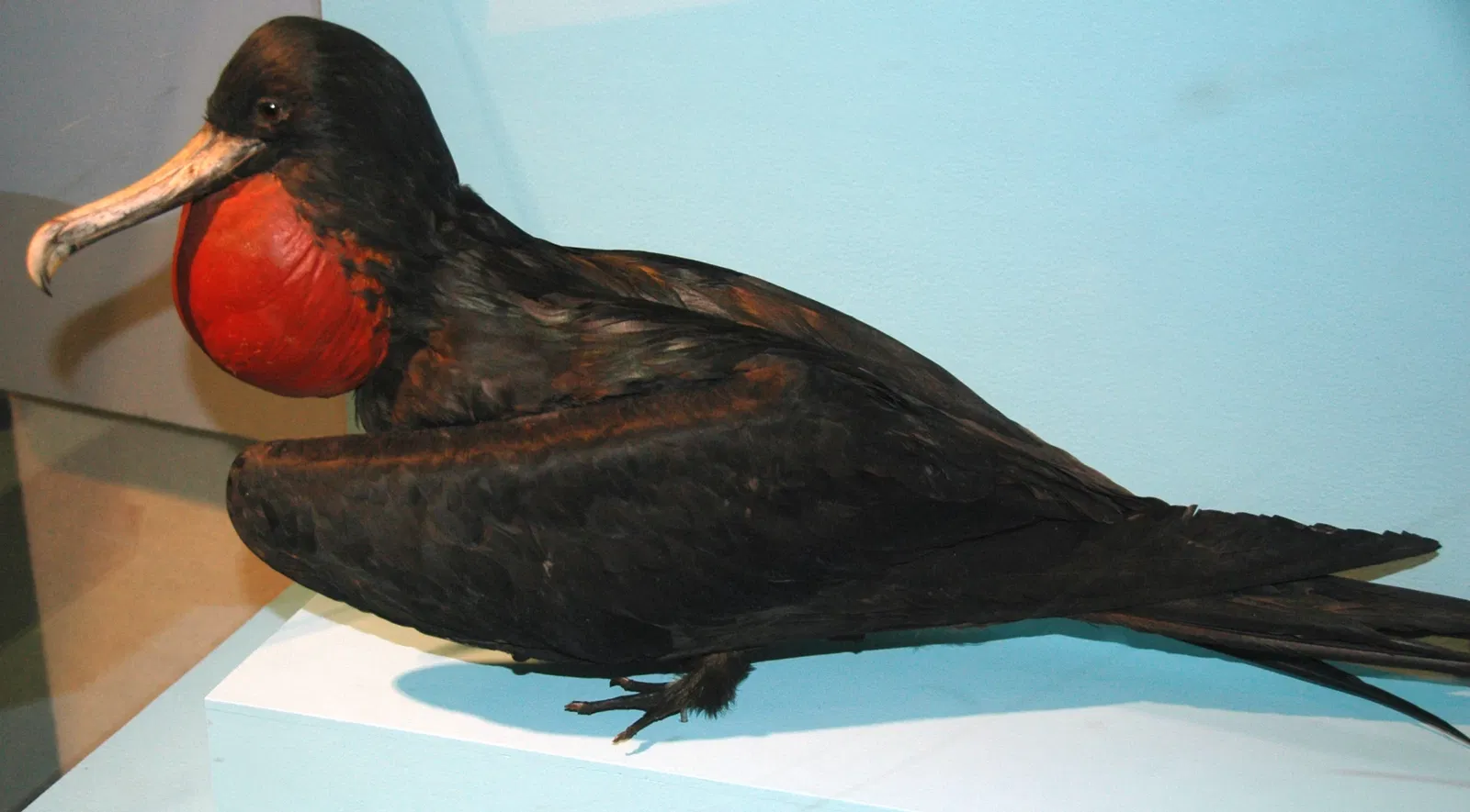 Cleveland Museum of Natural History