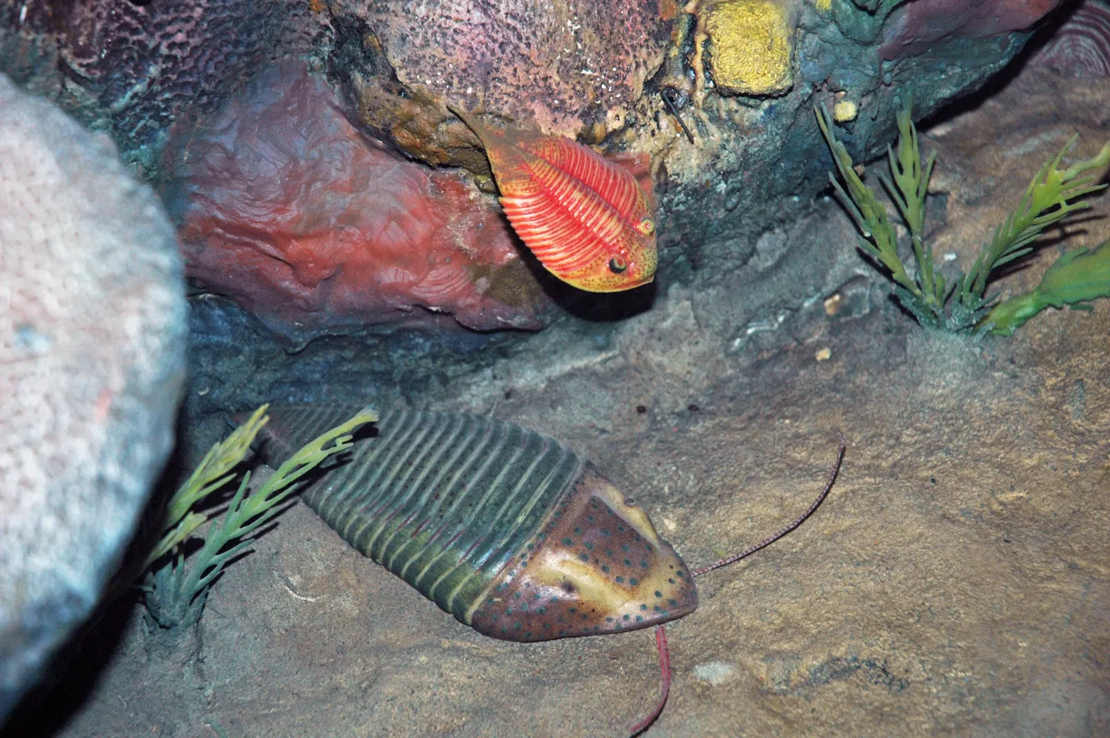 Cleveland Museum of Natural History