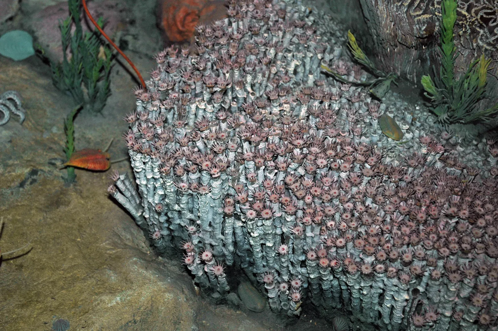 Cleveland Museum of Natural History