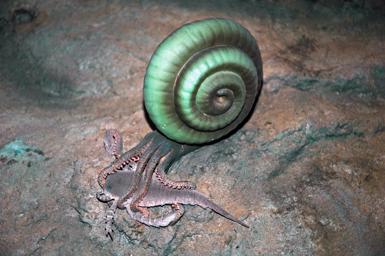 Cleveland Museum of Natural History