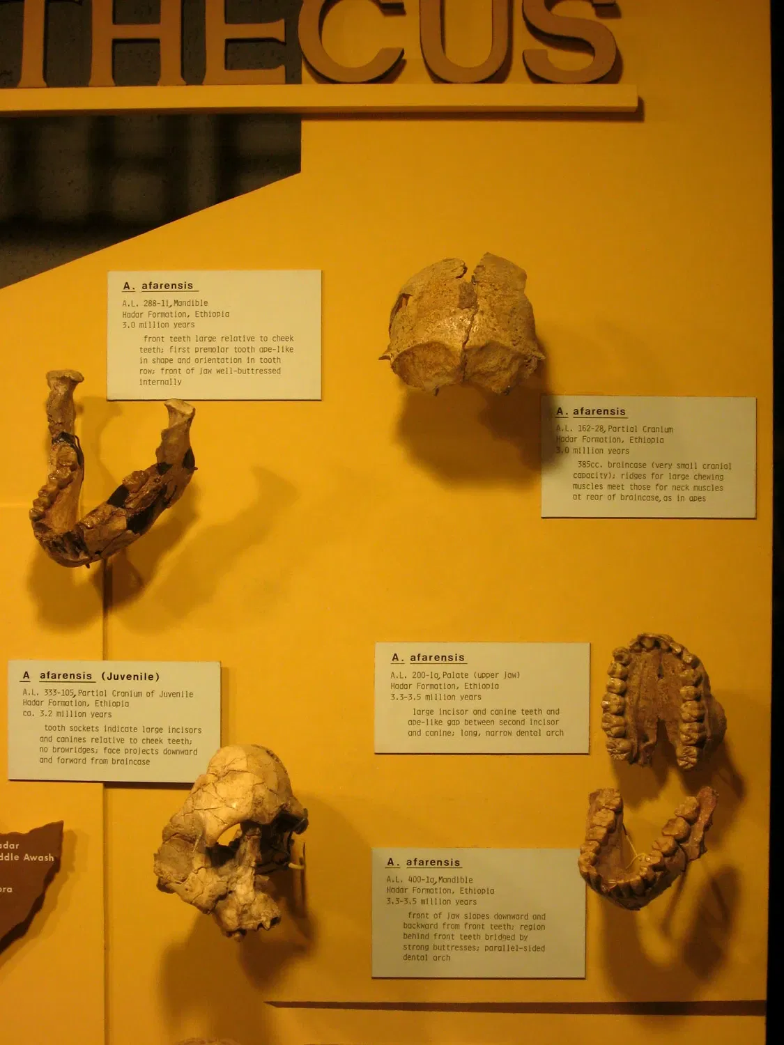 Cleveland Museum of Natural History