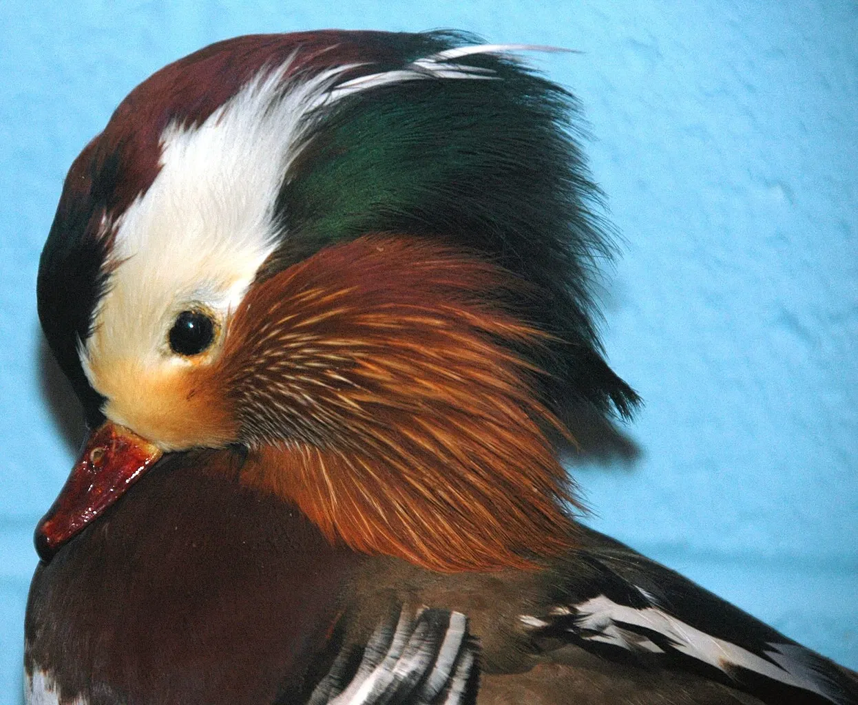 Cleveland Museum of Natural History