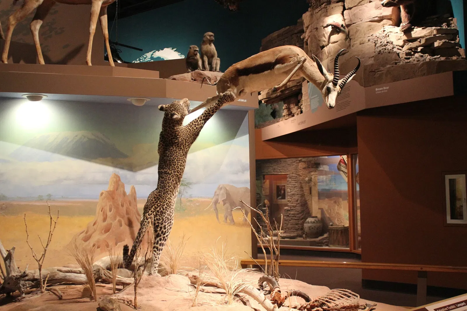 Cleveland Museum of Natural History