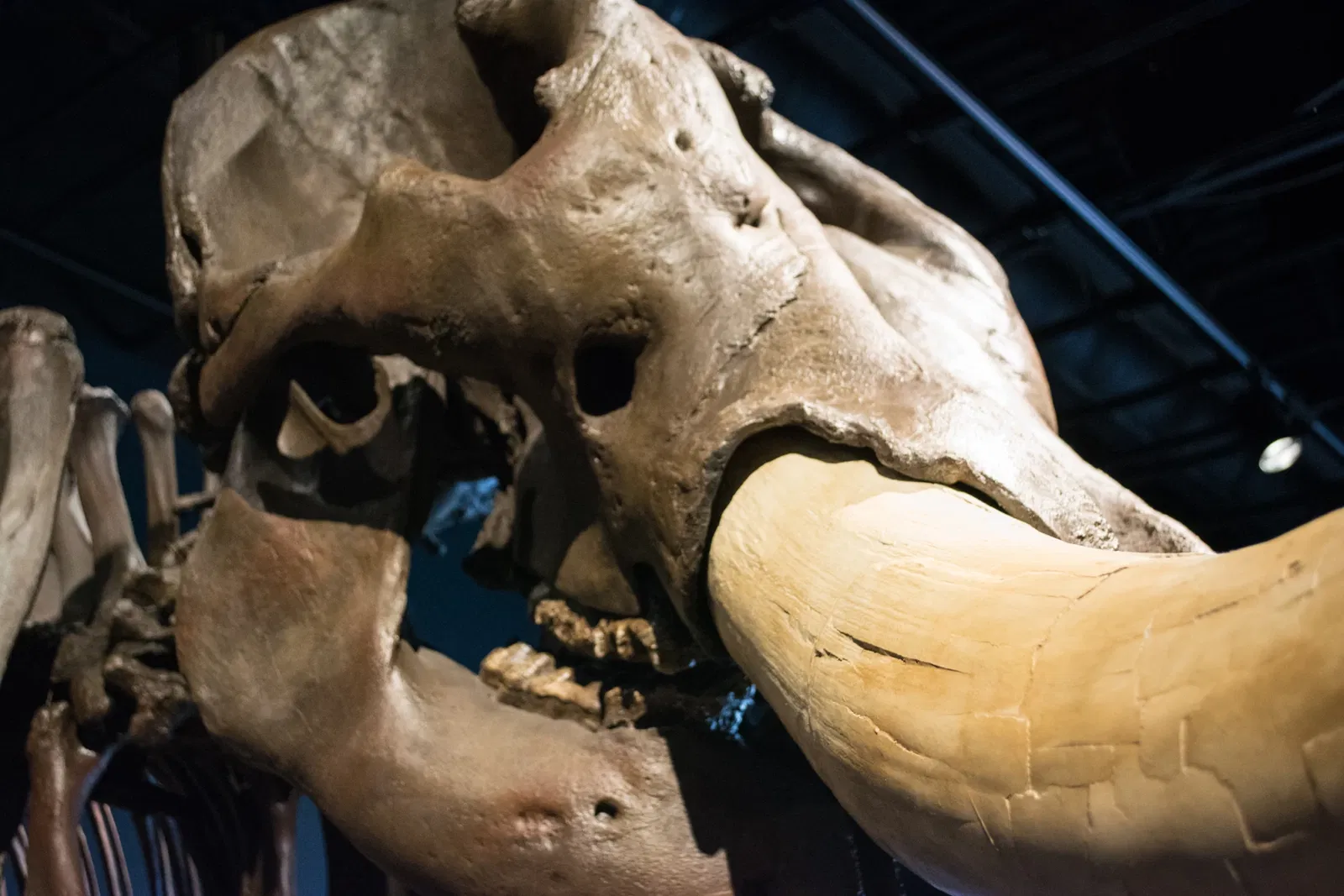 Cleveland Museum of Natural History