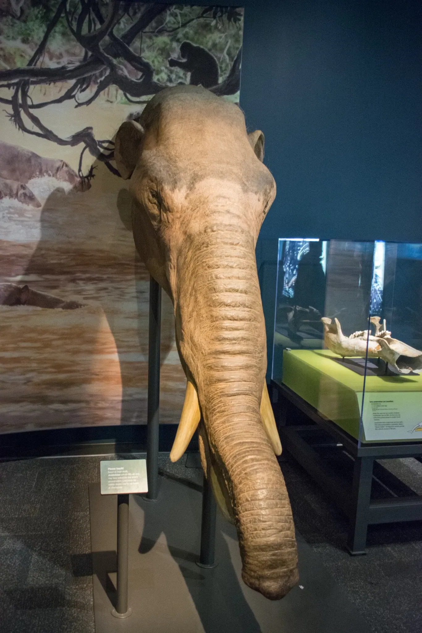 Cleveland Museum of Natural History