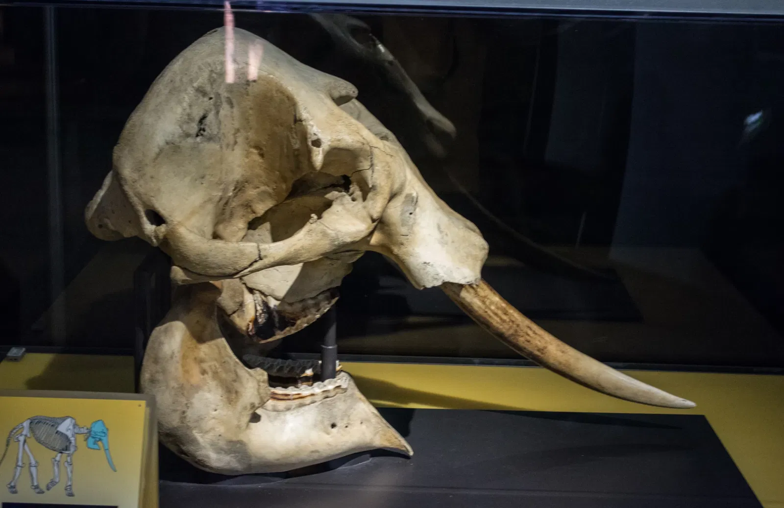 Cleveland Museum of Natural History