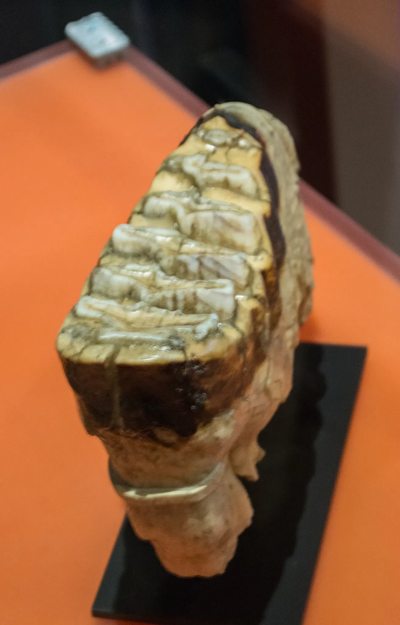 Cleveland Museum of Natural History