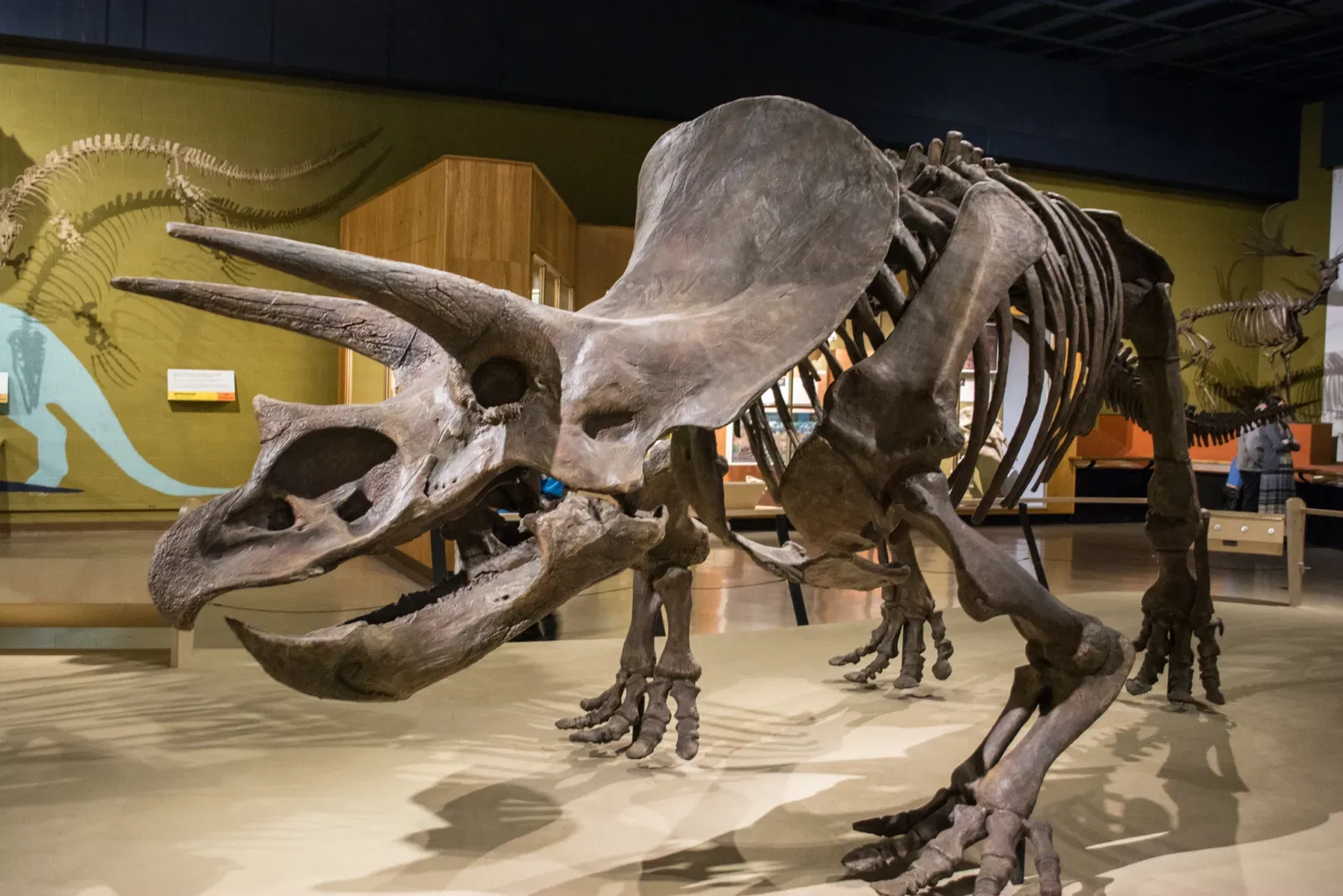 Cleveland Museum of Natural History