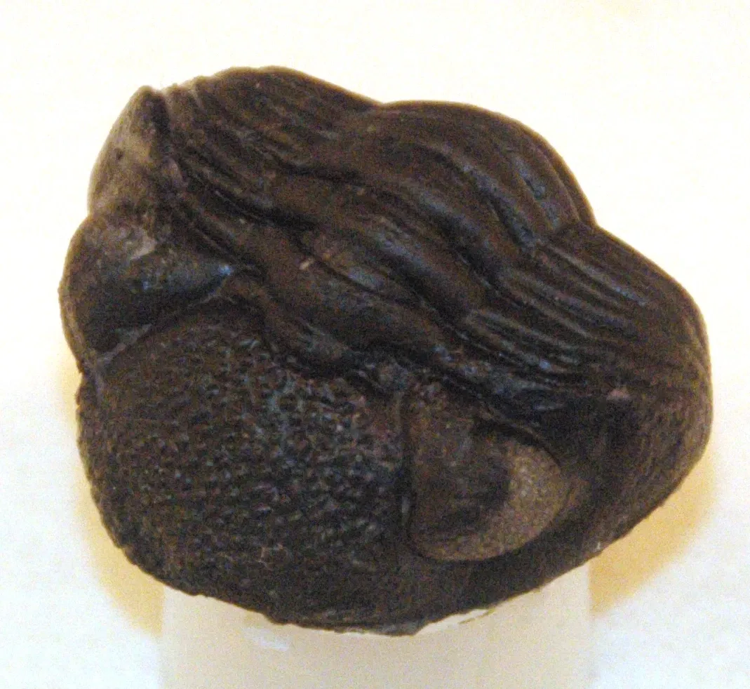 Cleveland Museum of Natural History