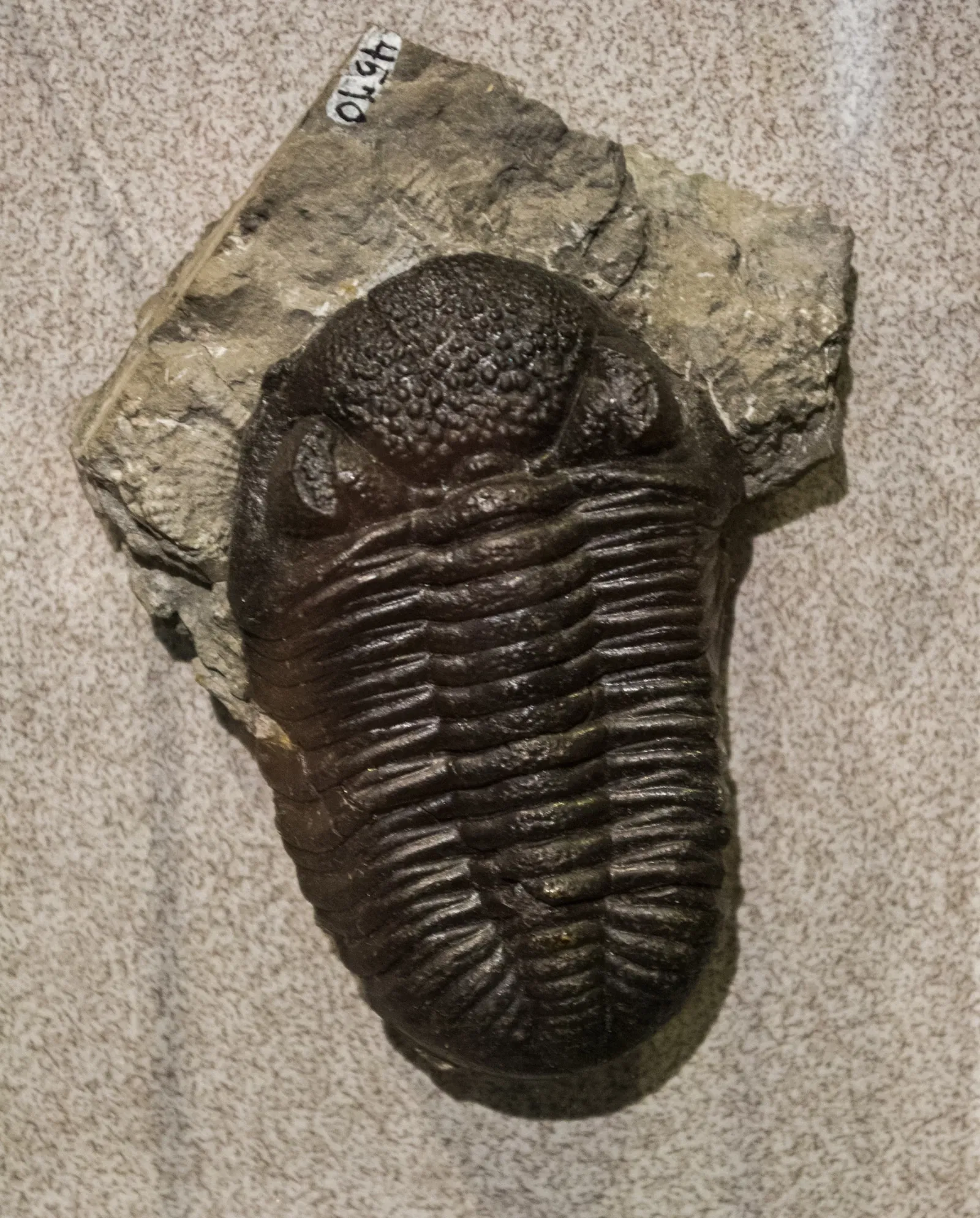 Cleveland Museum of Natural History