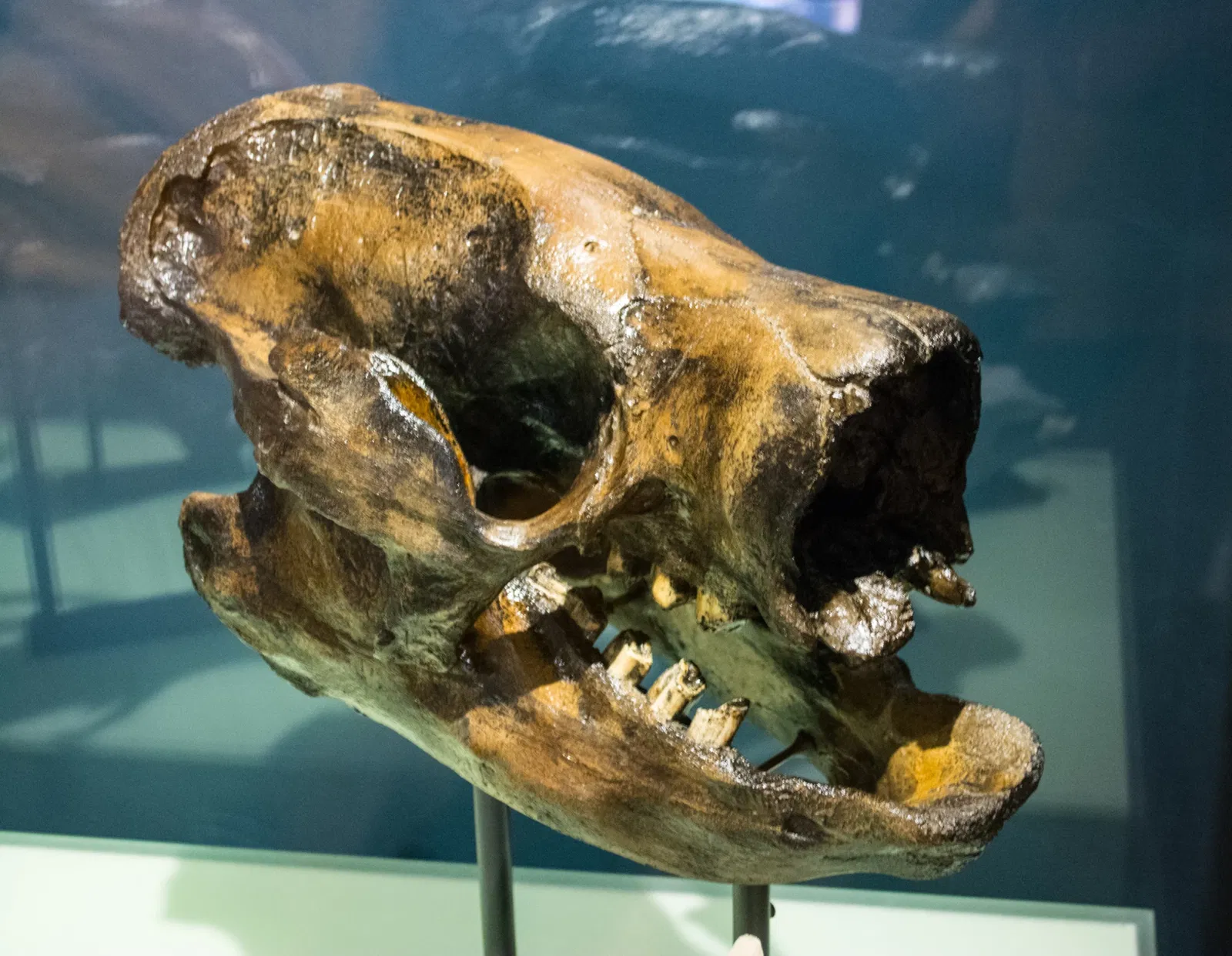 Cleveland Museum of Natural History