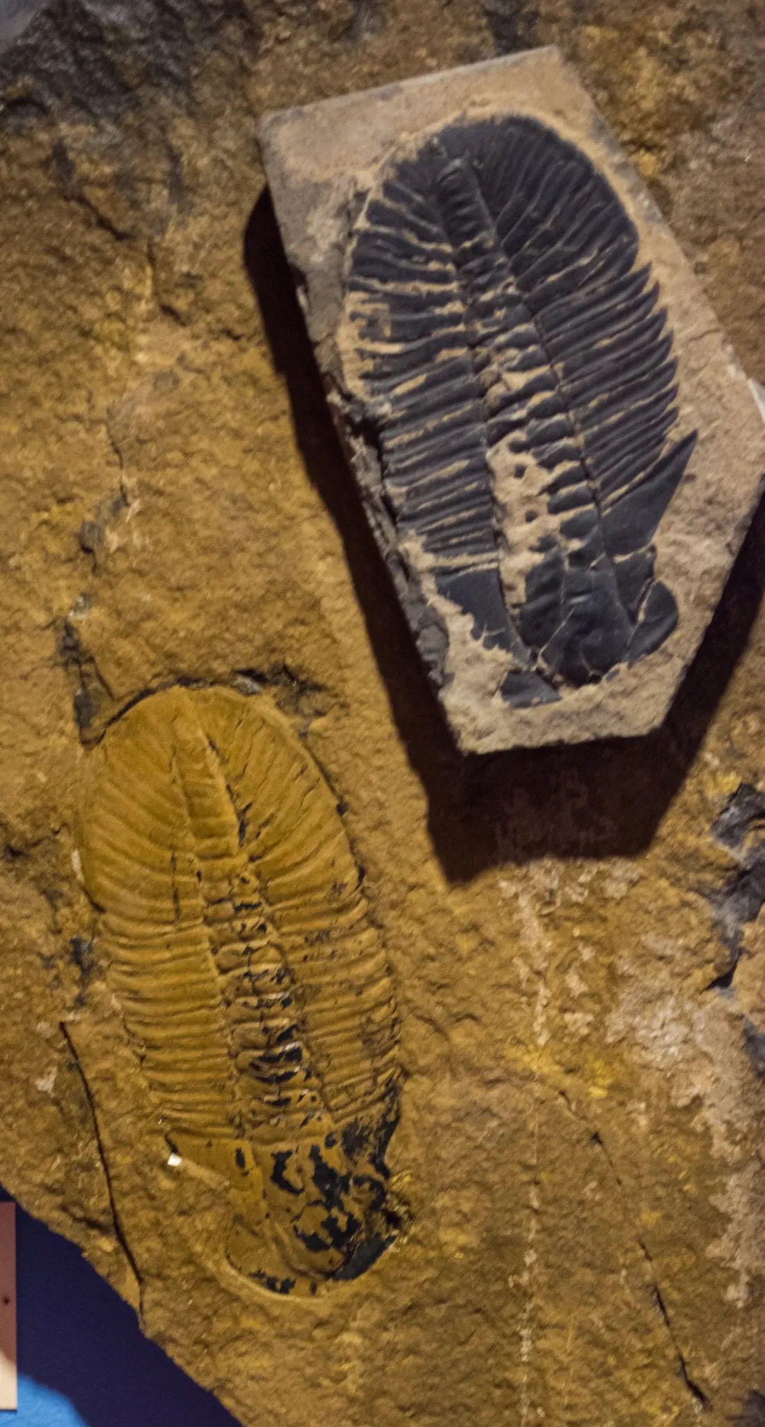 Cleveland Museum of Natural History