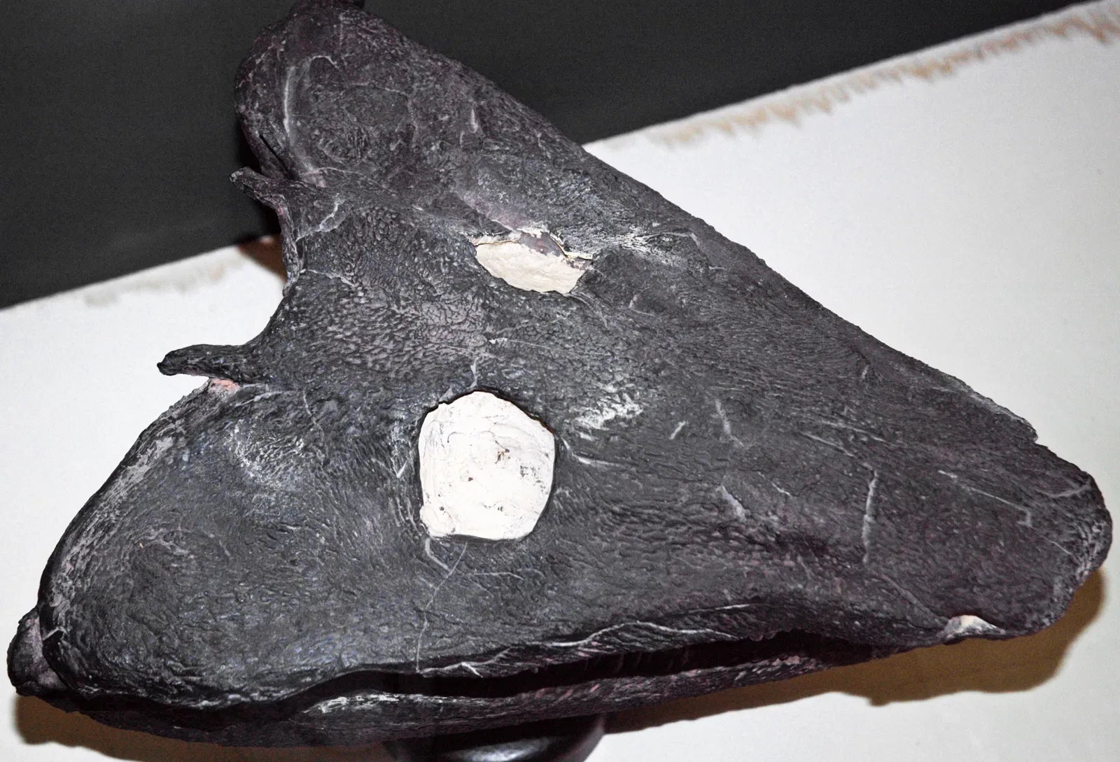 Cleveland Museum of Natural History