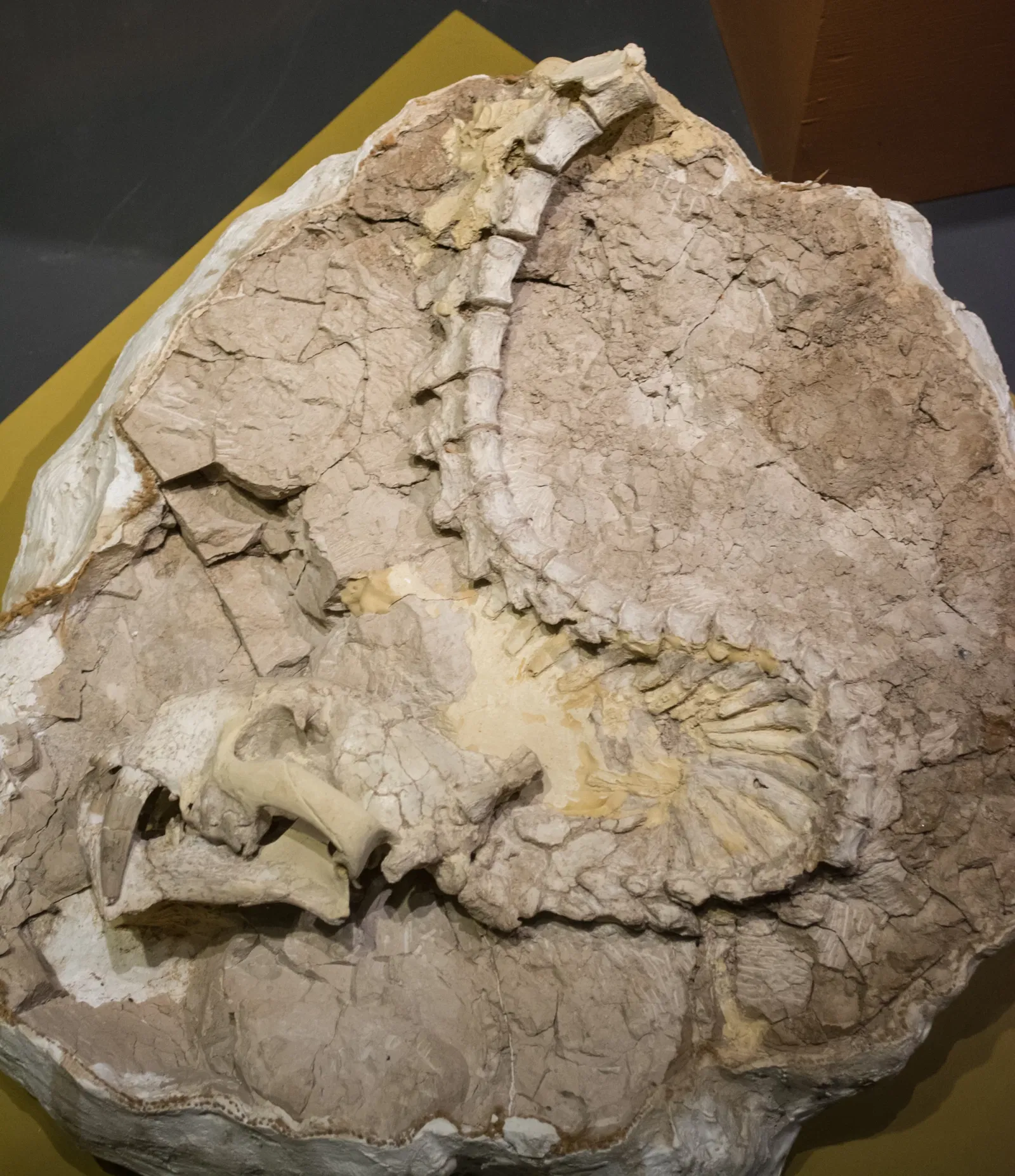 Cleveland Museum of Natural History