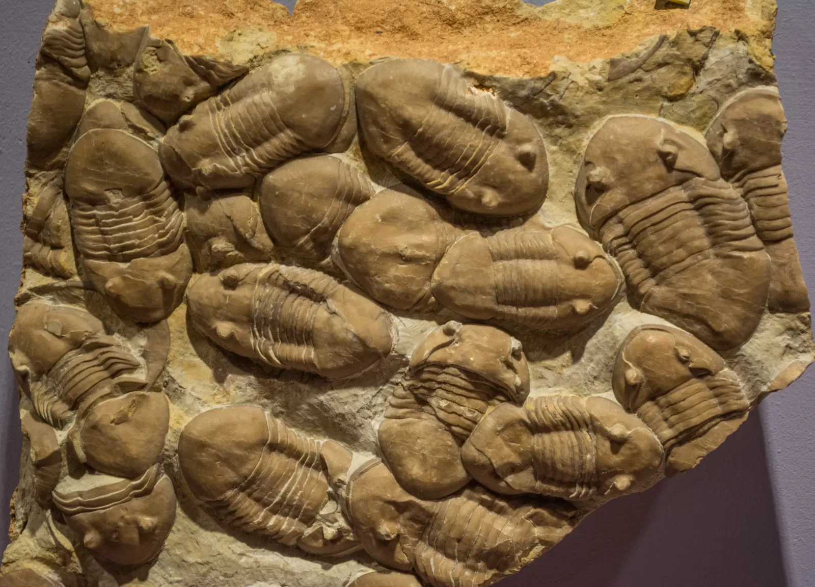 Cleveland Museum of Natural History