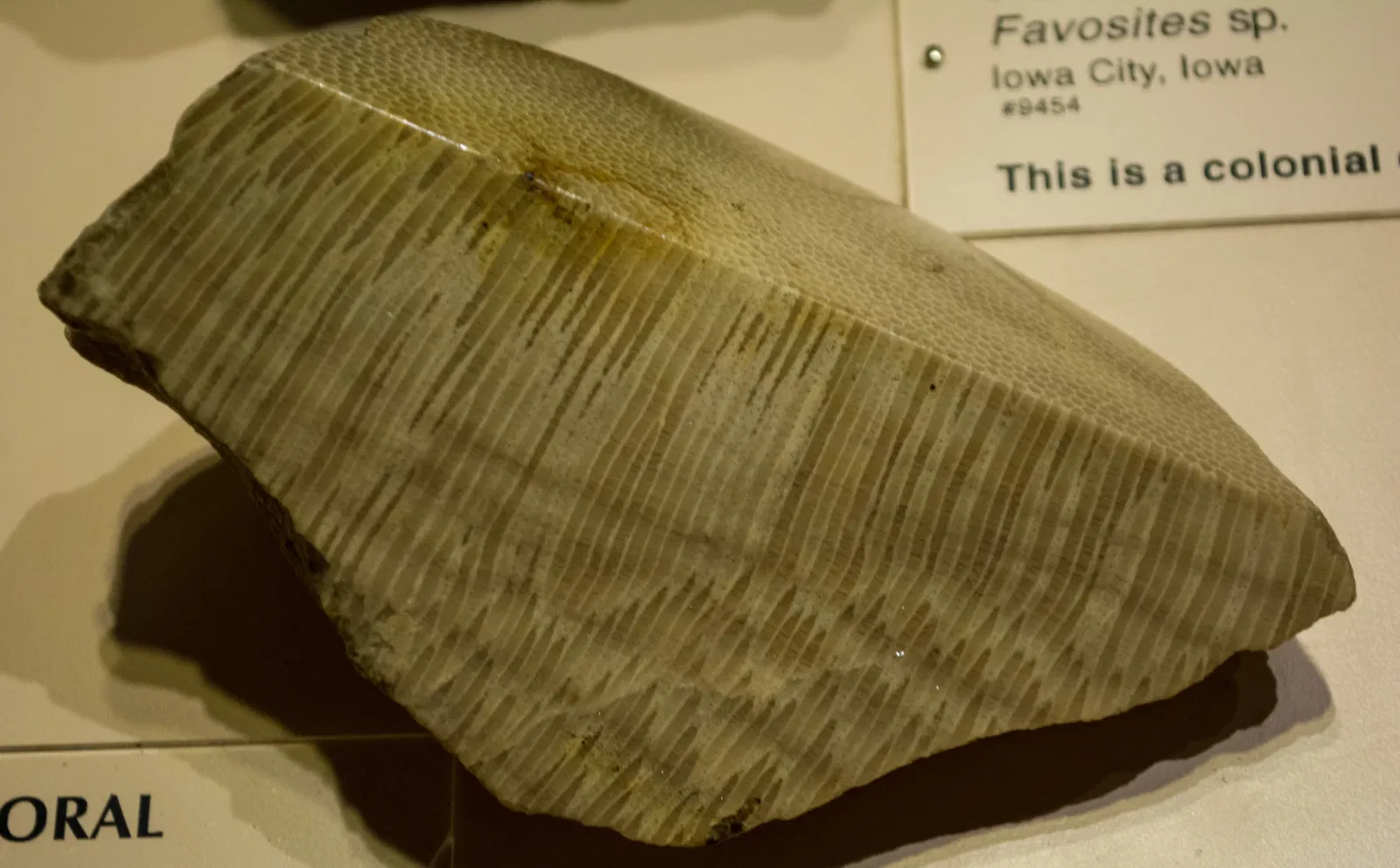 Cleveland Museum of Natural History