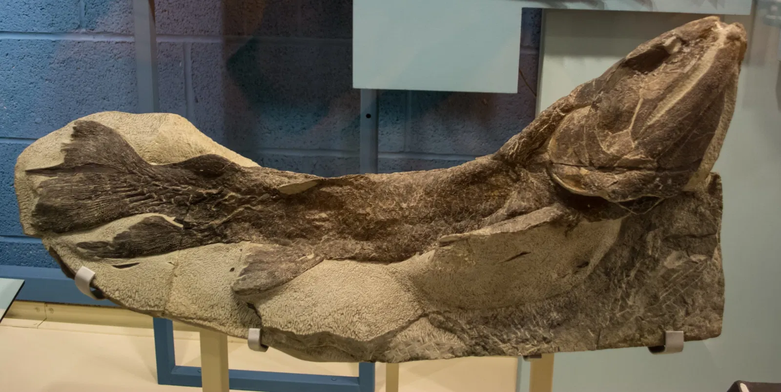 Cleveland Museum of Natural History