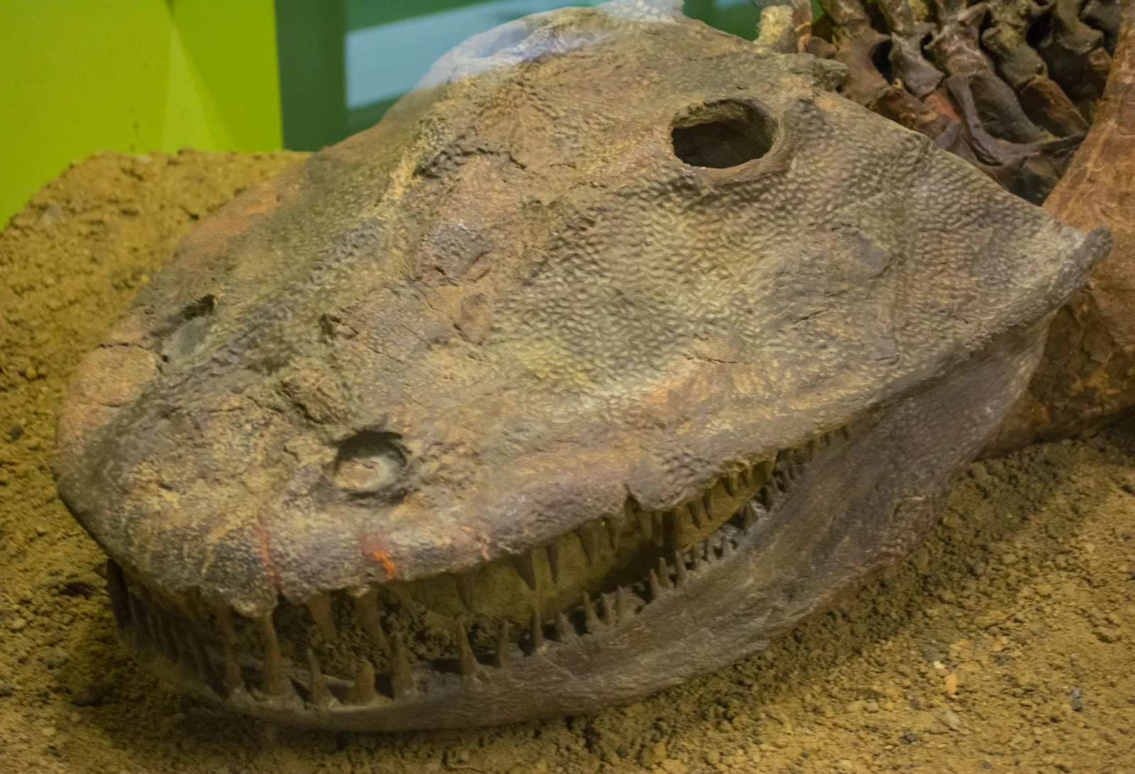 Cleveland Museum of Natural History