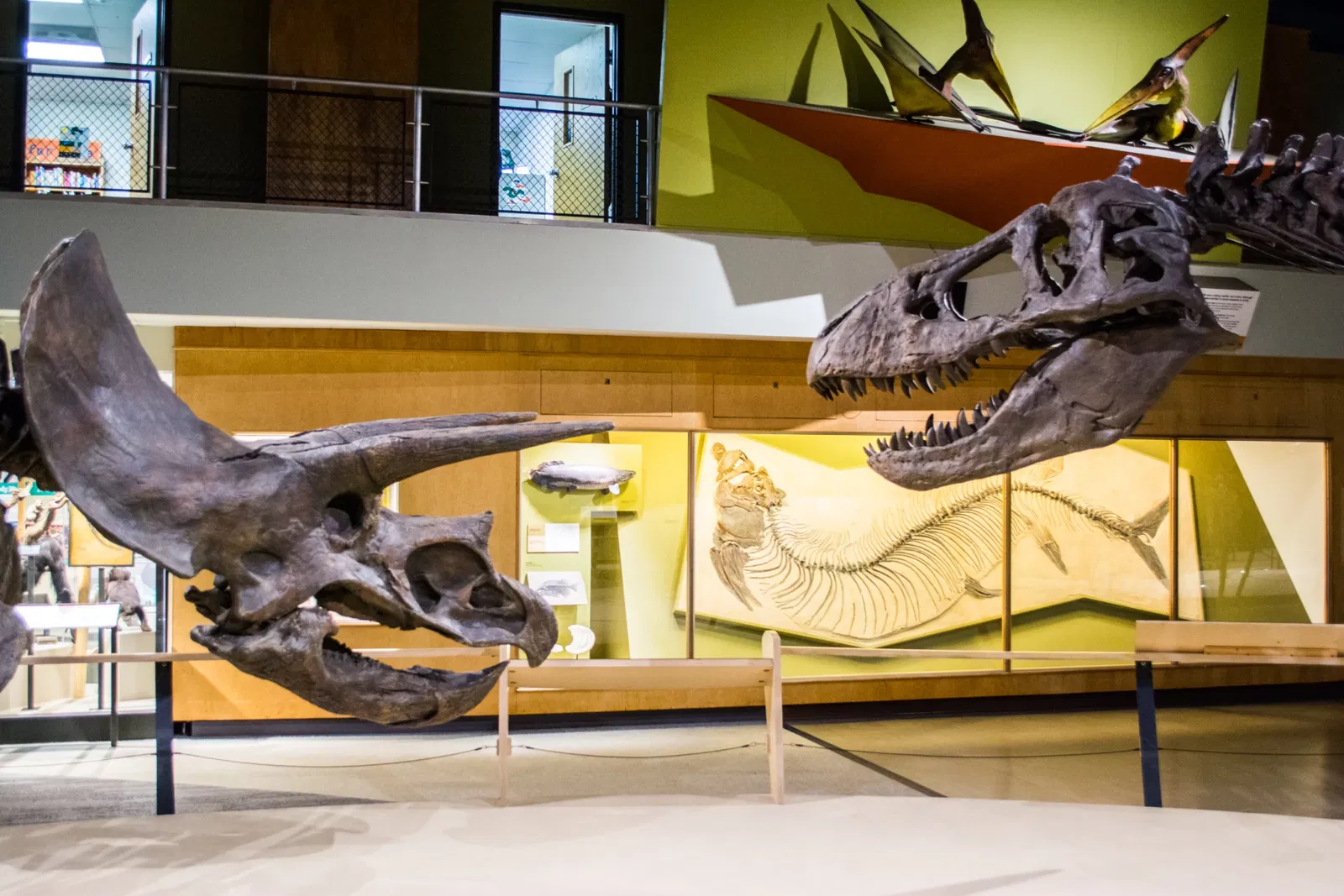 Cleveland Museum of Natural History