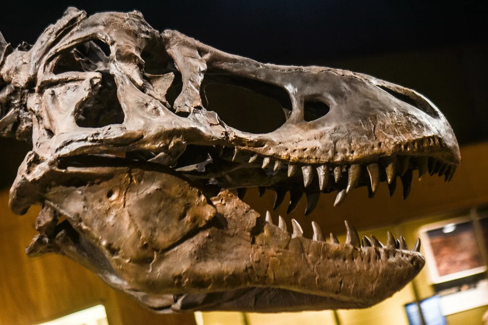 Cleveland Museum of Natural History