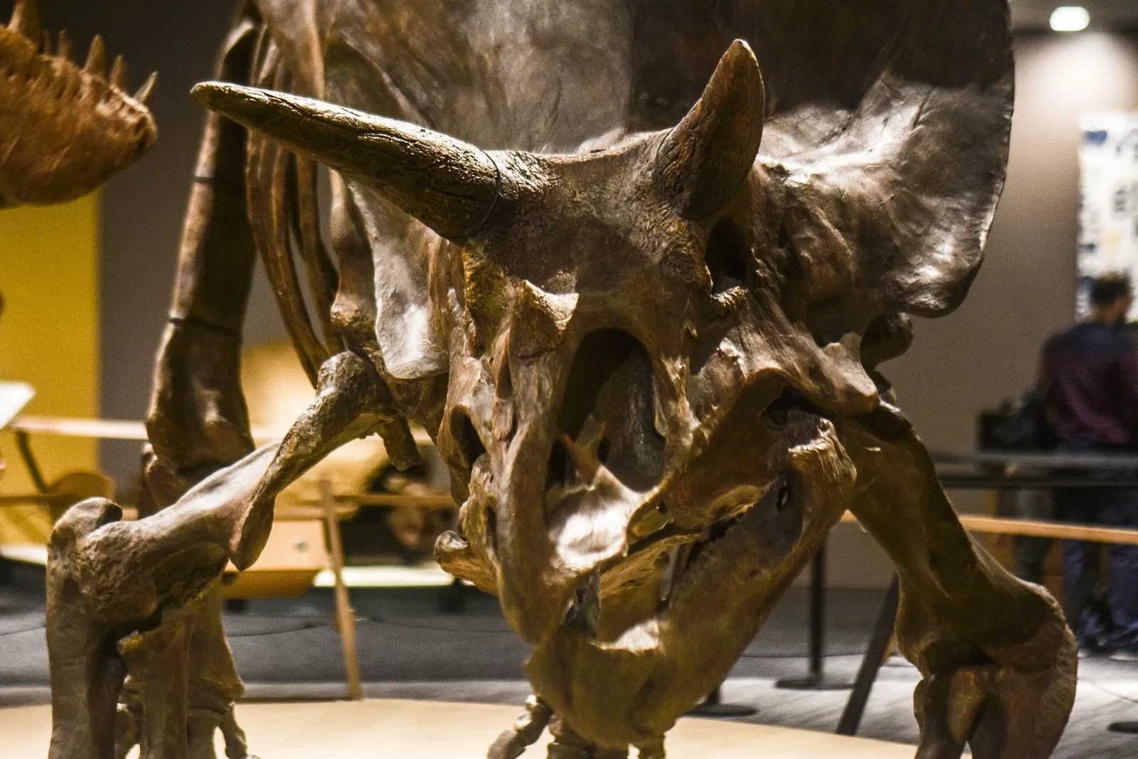 Cleveland Museum of Natural History