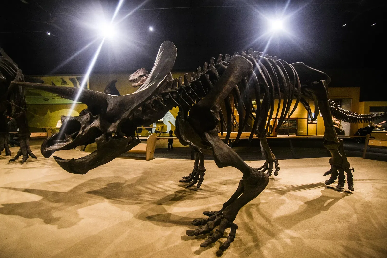 Cleveland Museum of Natural History