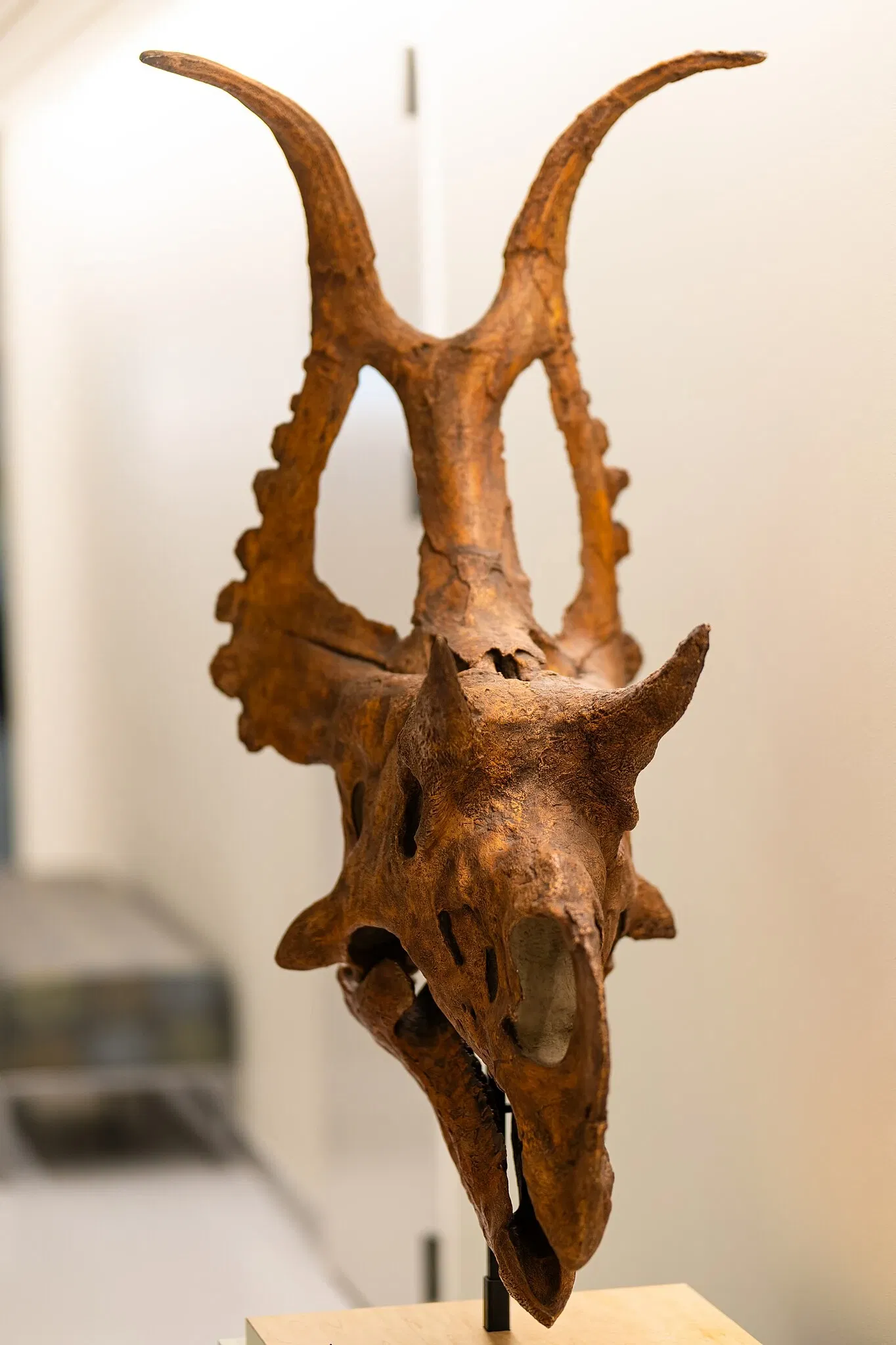 Cleveland Museum of Natural History