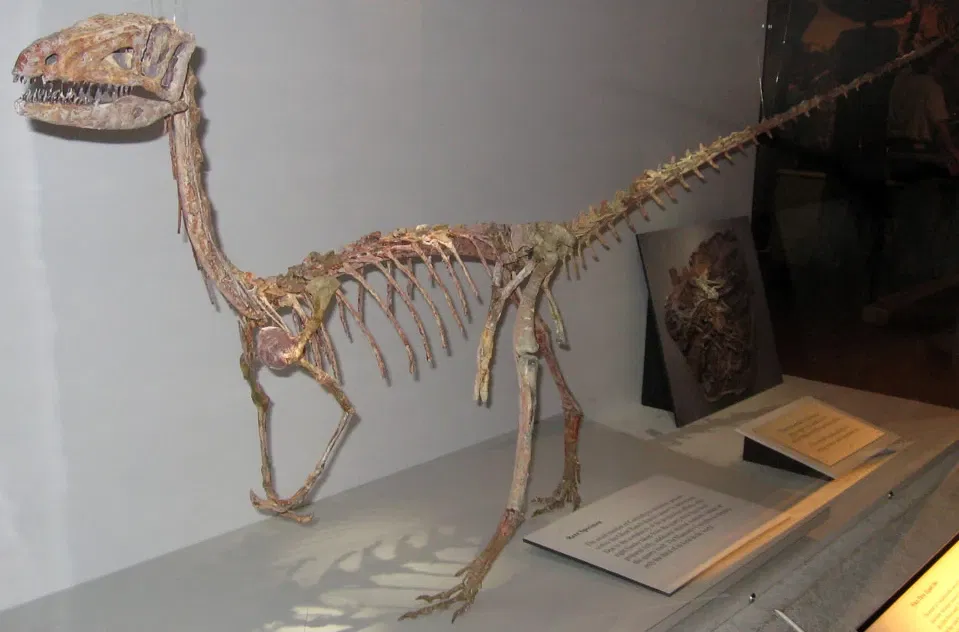 Cleveland Museum of Natural History