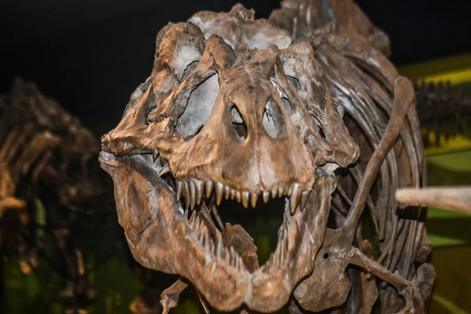 Cleveland Museum of Natural History