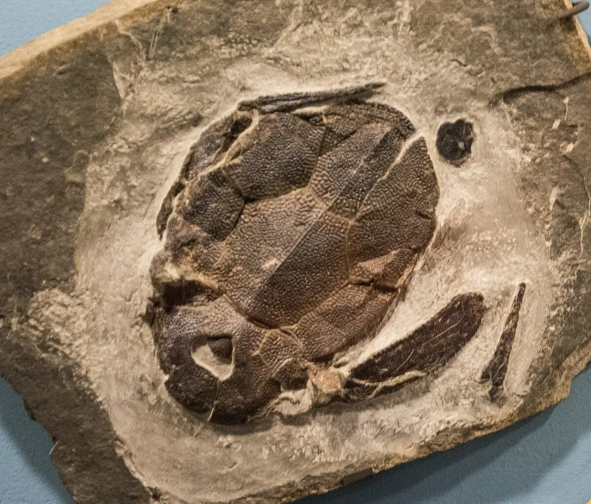 Cleveland Museum of Natural History