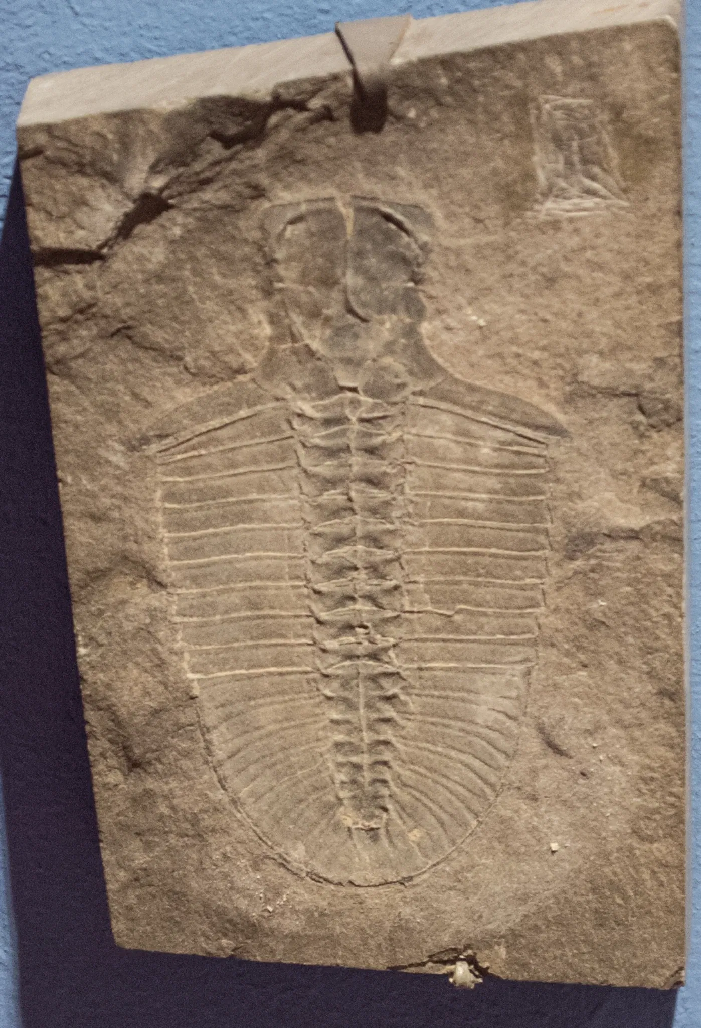 Cleveland Museum of Natural History