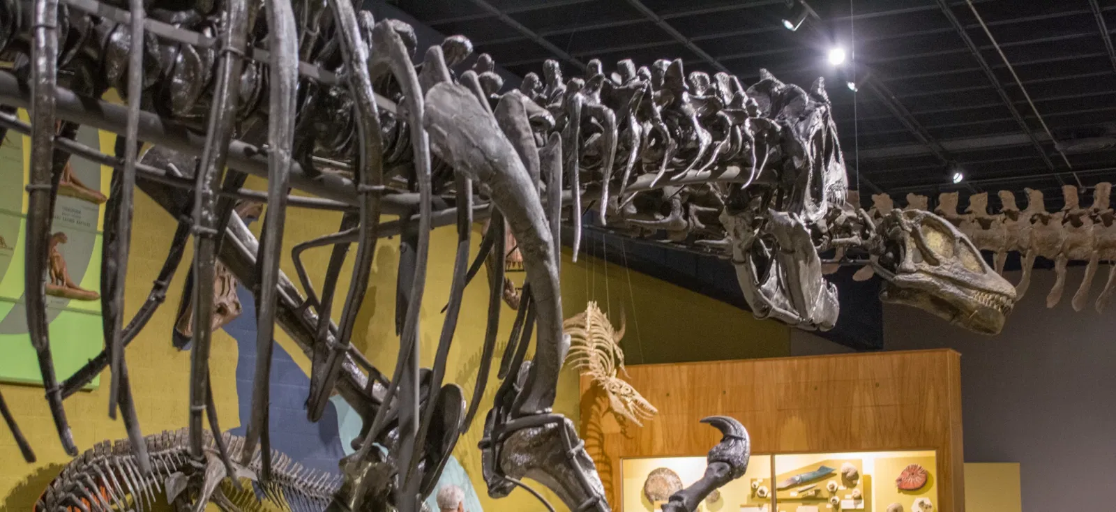 Cleveland Museum of Natural History