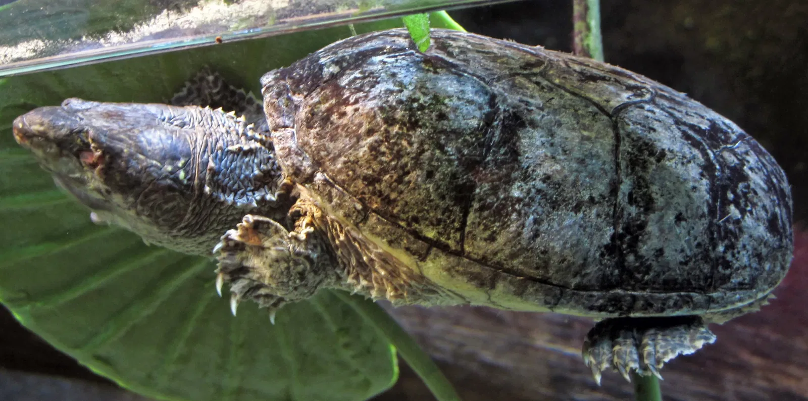 Greater Cleveland Aquarium