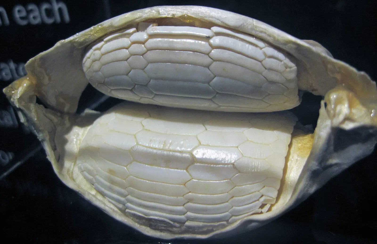 Greater Cleveland Aquarium