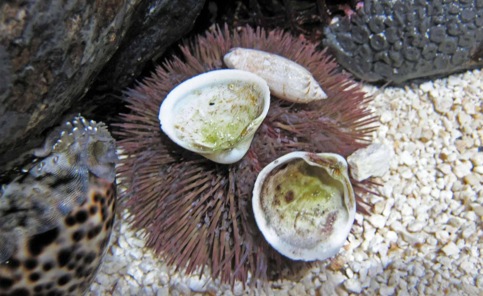 Greater Cleveland Aquarium