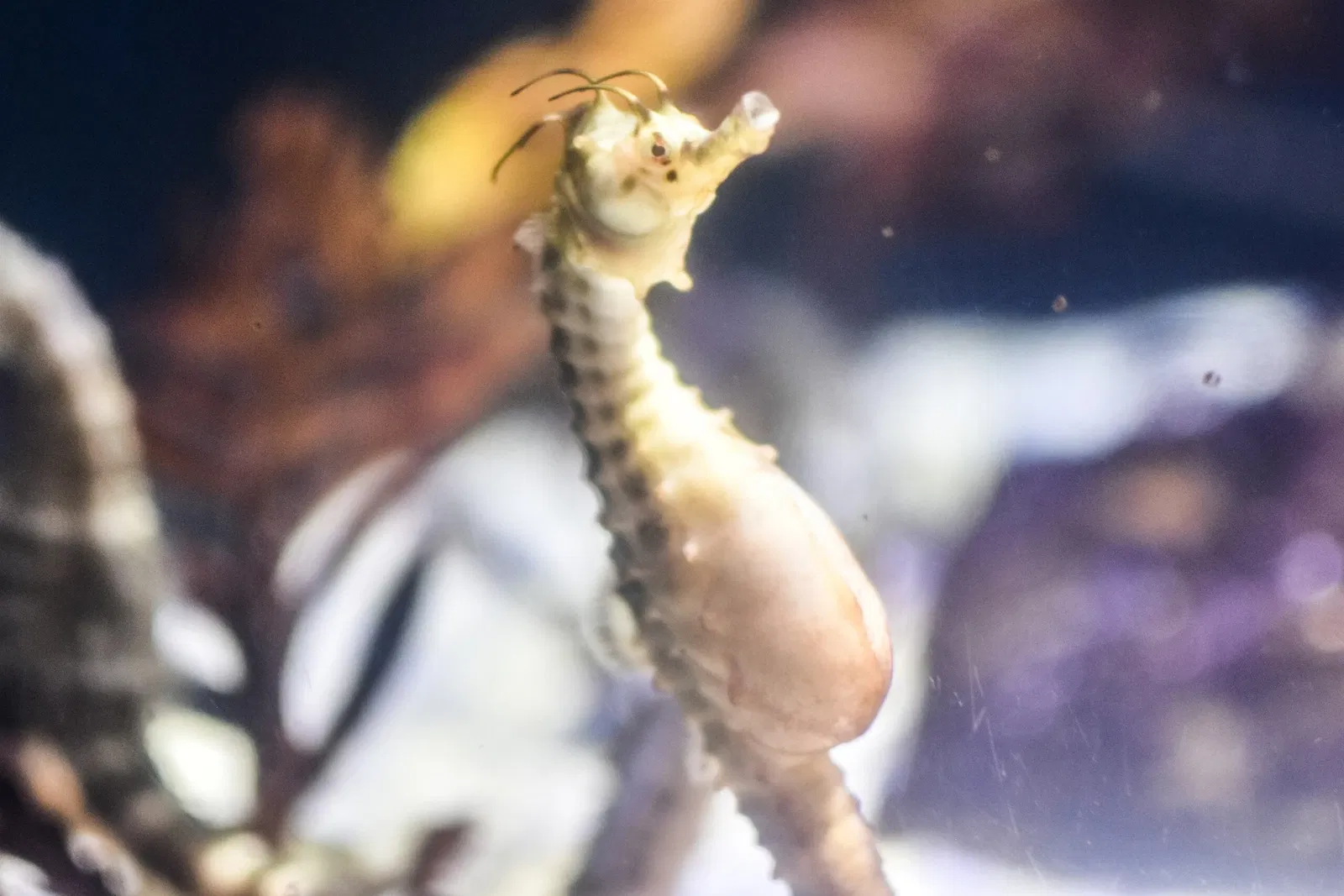 Greater Cleveland Aquarium