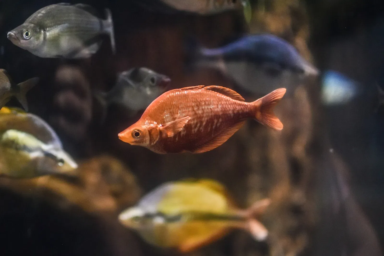 Greater Cleveland Aquarium