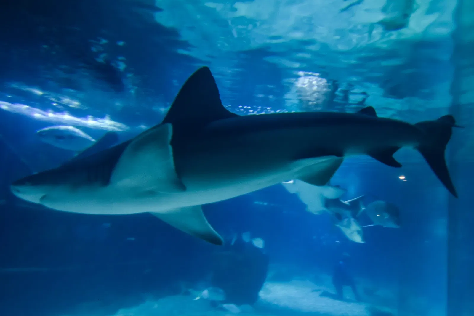 Greater Cleveland Aquarium