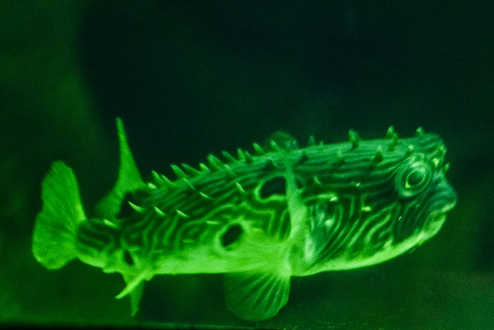 Greater Cleveland Aquarium