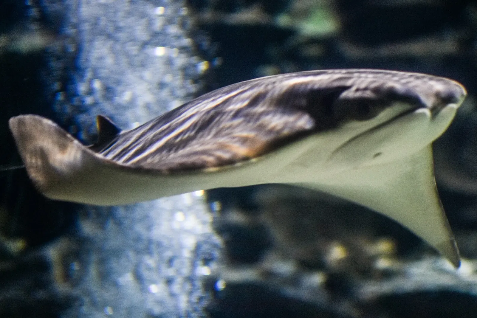 Greater Cleveland Aquarium
