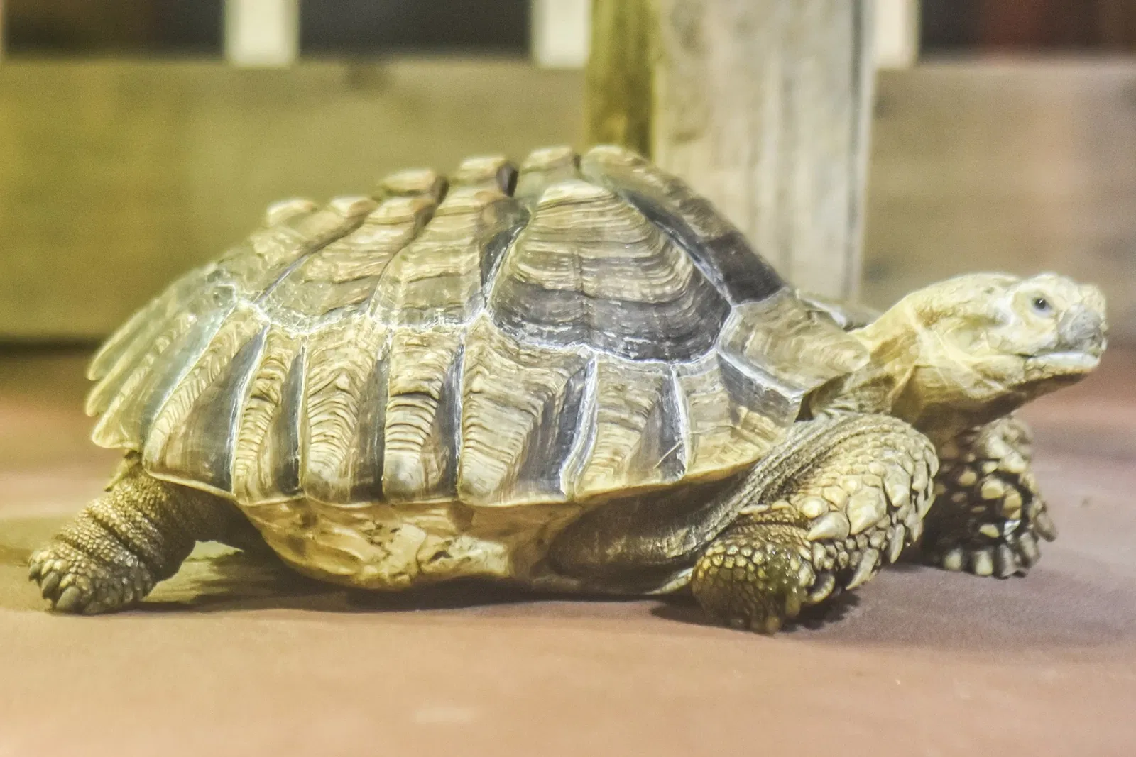 Greater Cleveland Aquarium