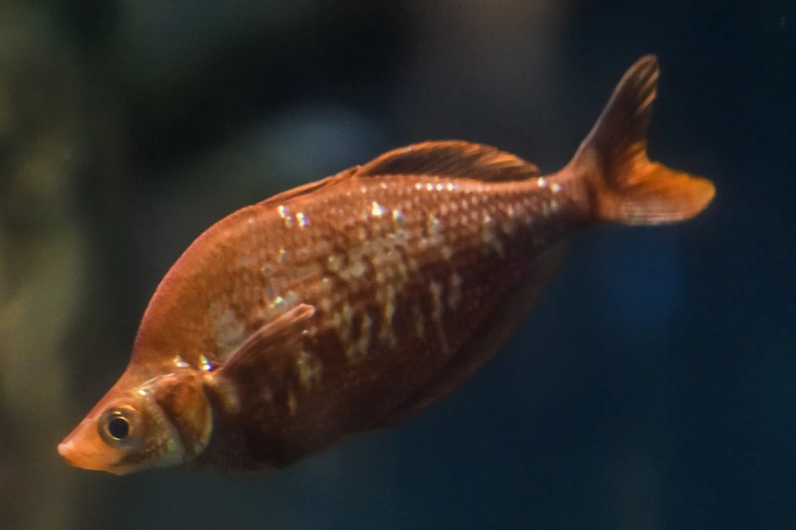 Greater Cleveland Aquarium