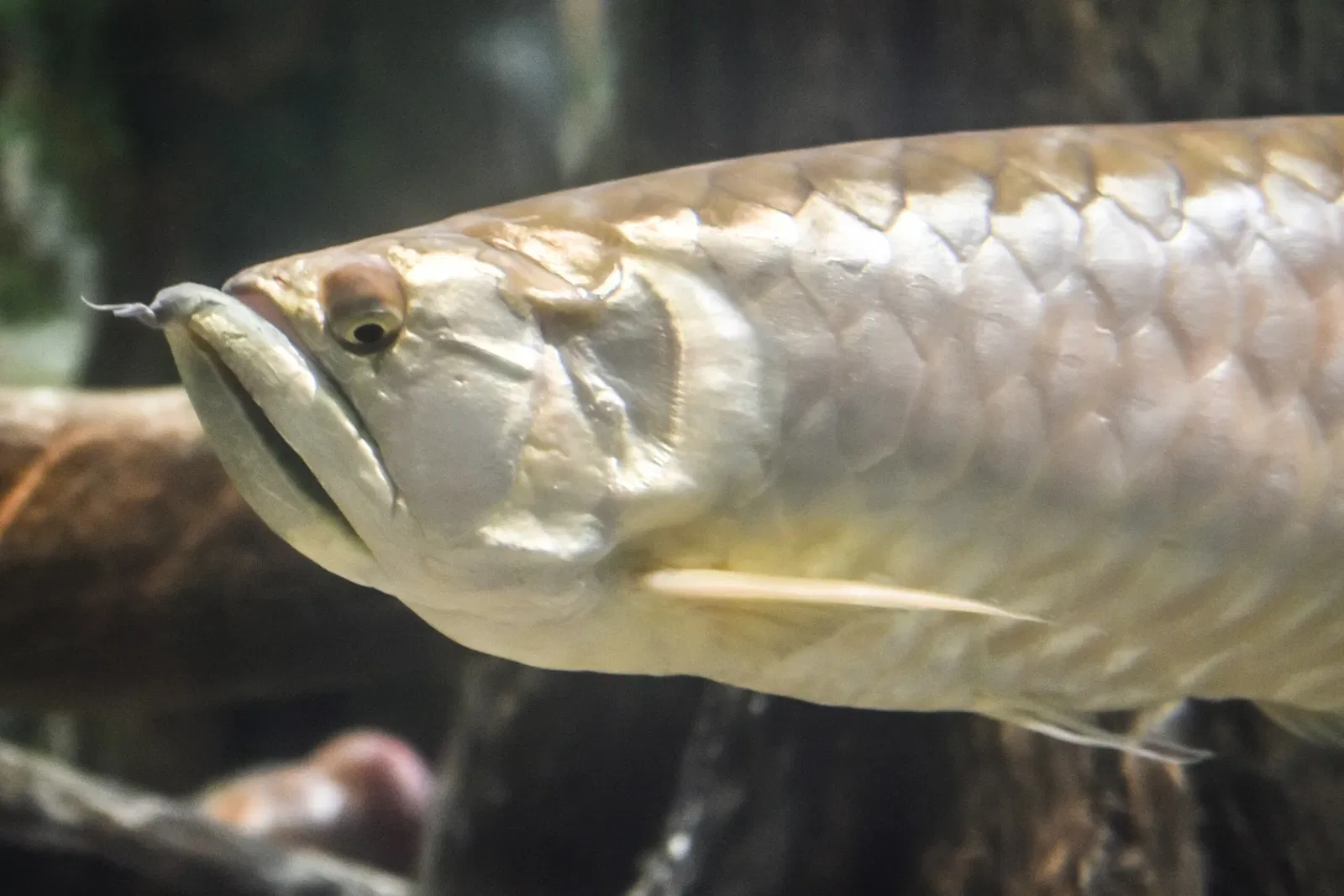 Greater Cleveland Aquarium