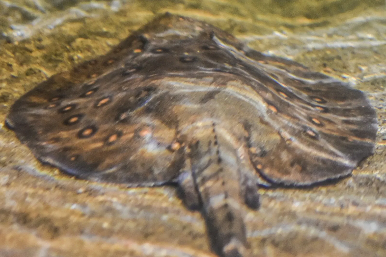 Greater Cleveland Aquarium