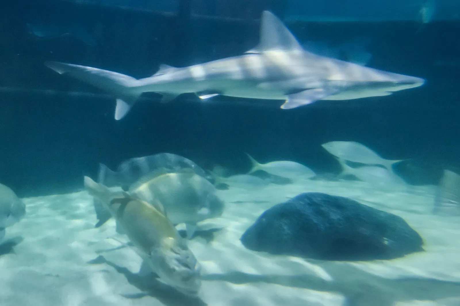 Greater Cleveland Aquarium